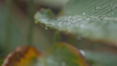 池塘雨季花卉水滴水珠00571038视频的预览图